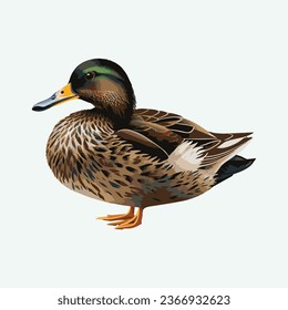 vector cute mallard bird cartoon style