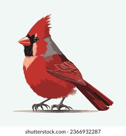 vector cute Northern cardinal bird cartoon style 