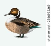 vector cute northern pintail bird cartoon style 