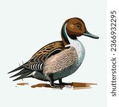 vector cute northern pintail bird cartoon style 