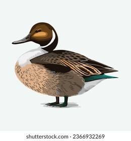 vector cute northern pintail bird cartoon style 