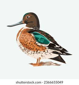 vector cute northern shoveler cartoon style