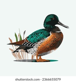 vector cute northern shoveler cartoon style