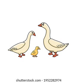 Vector cute outline doodle cartoon Goose Anser family. White male, female and yellow baby gosling. Isolated hand drawn illustration on white background, side view