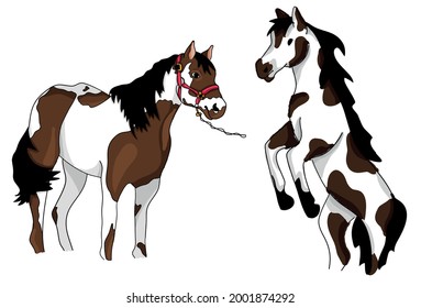 Vector cute paint-horse breed colored illustration set
