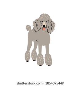 Vector cute poodle dog. Doodle illustration isolated on white background