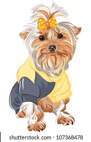 vector cute puppy dog Yorkshire terrier breed sitting