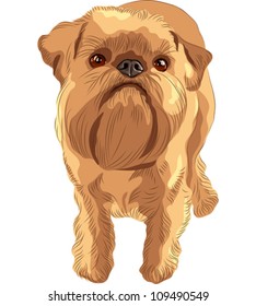 vector cute puppy toy dog Brussels Griffon breed