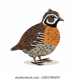 vector cute quail cartoon style