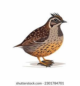 vector cute quail cartoon style