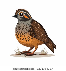 vector cute quail cartoon style