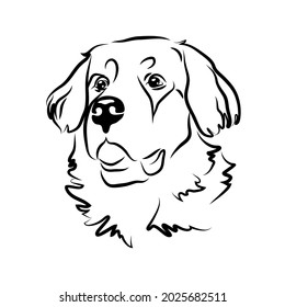 vector cute realistic bernese mountain dog portrait defender friend