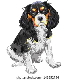 Vector Cute sad dog Cavalier King Charles Spaniel breed 