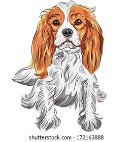 Vector Cute serious dog Cavalier King Charles Spaniel breed 