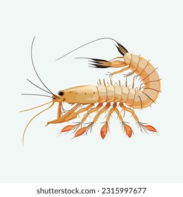 vector cute shrimp cartoon style