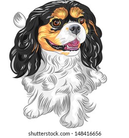 Vector cute smiling dog Cavalier King Charles Spaniel breed 