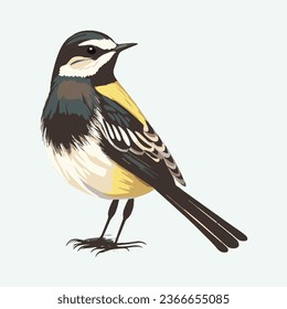 vector cute wagtail cartoon style