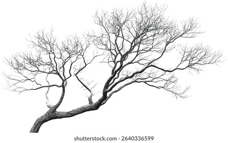 Vector Cutout leafless trees branches dried transparent background, dry trees, empty branches, nature, cutout design, isolated, silhouette, nature elements, white background