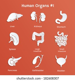 Vector cut-out paper icons of internal human organs