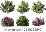 Vector cutout plants trees outdoor flowery shapes, shrubs file, green foliage, nature elements, garden shrubs, landscaping plants, tropical greenery, tree shapes