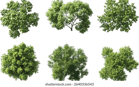 Vector cutout top view trees set, landscaping outdoors, gardening trees, park botany, serenity trees collection, urban greenery, nature planning, decorative foliage, aerial landscape
