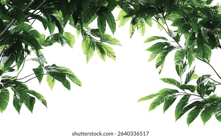 Vector Cutout tropics trees branch foreground on transparent backgrounds, jungle leaves, exotic foliage, tropical nature, rainforest canopy, isolated tree, botanical element