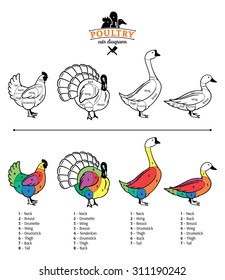 Vector cuts of chicken, turkey, duck and goose diagrams