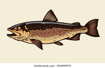 Vector Of Cutthroat Trout Fish