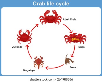 Vector Cycle Of Crab For Kids