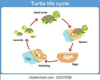 Vector Cycle of turtle for kids