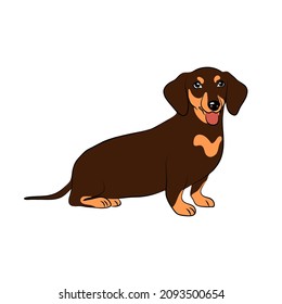 vector   dachshund cute sticker dog long pedigree