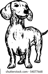 vector -  a dachshund isolated on background