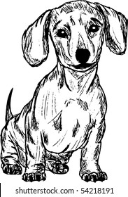 vector -  a dachshund isolated on background