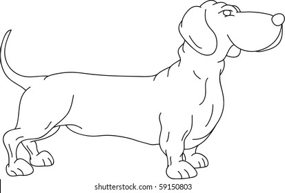 vector -  a dachshund isolated on background