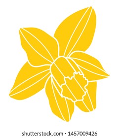 vector daffodil flower isolated on white background