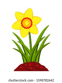 vector daffodil flower isolated on white background