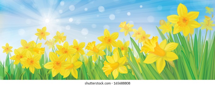 Vector of daffodil flowers on sky background. 