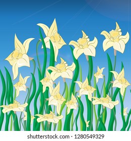 Vector of daffodil flowers on spring background.