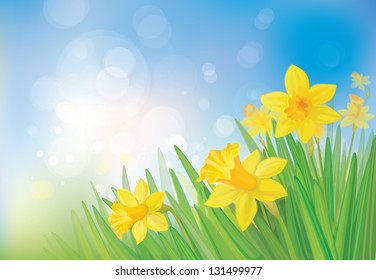 Vector of daffodil flowers on spring  background.