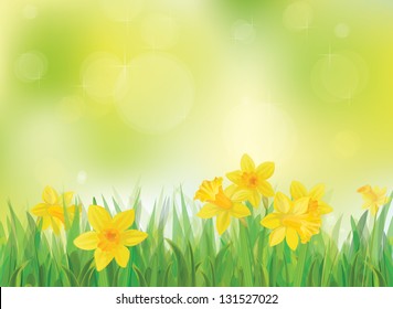 Vector of daffodil flowers on spring background.