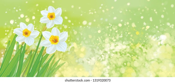 Vector daffodil flowers on spring, green, bokeh  background.