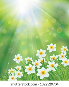 Vector daffodil flowers on spring, green, bokeh  background.