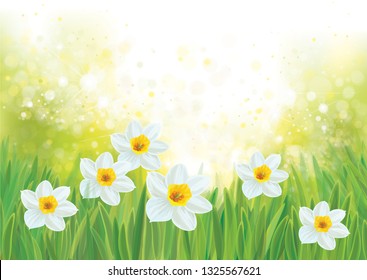 Vector daffodil flowers on spring, green, bokeh  background.