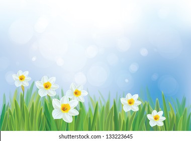 Vector of daffodil flowers on spring background.