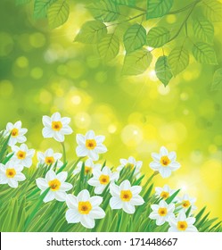 Vector daffodil flowers on spring background.