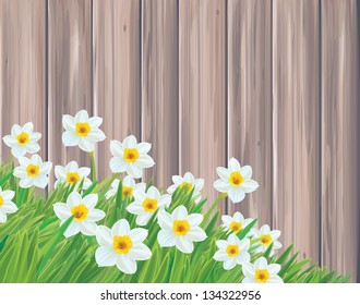 Vector of daffodil flowers on wood background.