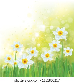 Vector daffodil flowers. Spring  background.