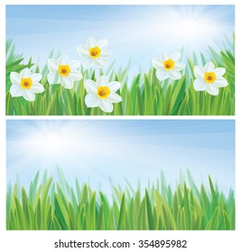 Vector daffodil flowers, spring, sunny background.