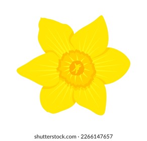 vector daffodil (narcissus) flower isolated on white background