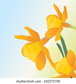 vector daffodil wild flowers illustration spring fresh image